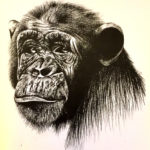 Vanité Chimpanzé_42x30_Mine de plomb ©Nawall